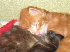 Котята мейн кун (IMG_1709)