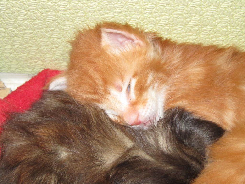 Котята мейн кун (IMG_1709)