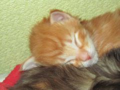 Котята мейн кун (IMG_1710)