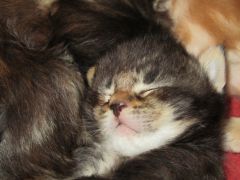 Котята мейн кун (IMG_1711)