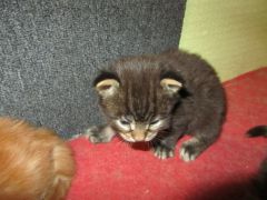 Котята мейн кун (IMG_1719)