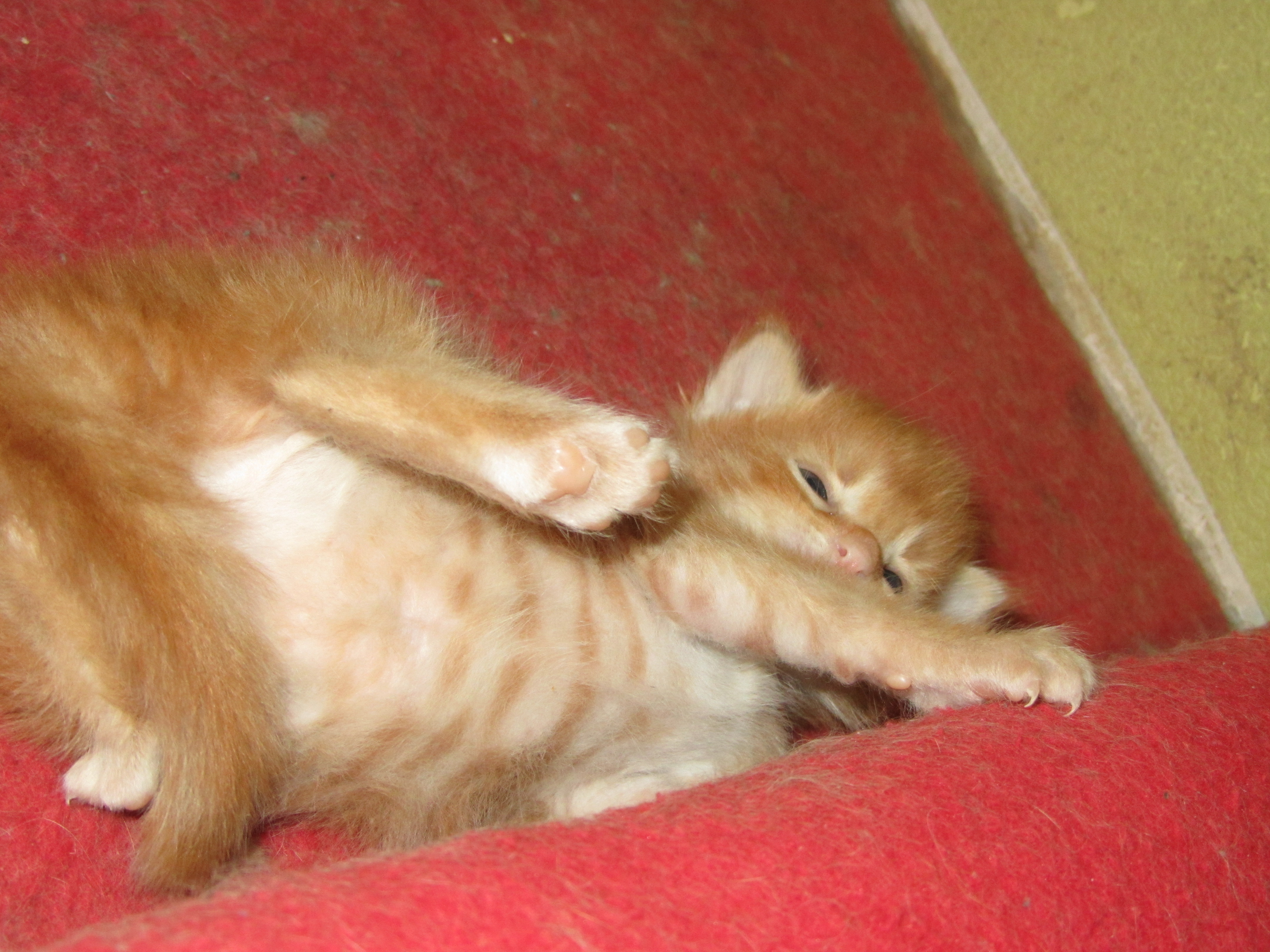 Котята мейн кун (IMG_1721)