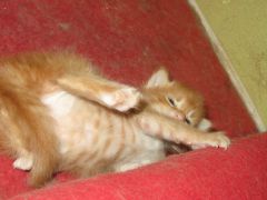 Котята мейн кун (IMG_1721)