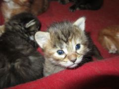 Котята мейн кун (IMG_1723)