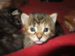 Котята мейн кун (IMG_1724)