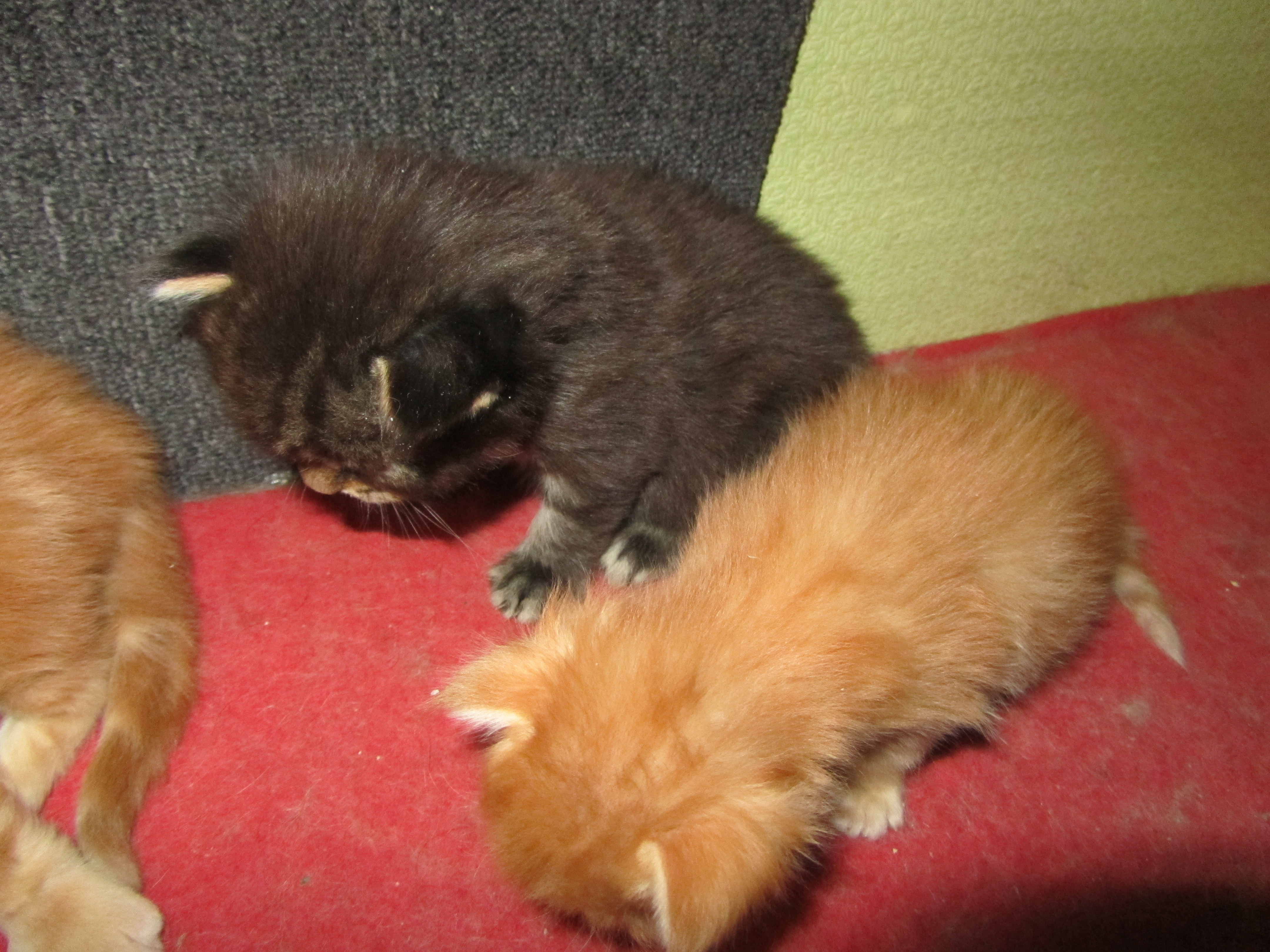 Котята мейн кун (IMG_1726)
