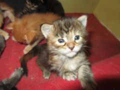 Котята мейн кун (IMG_1729)