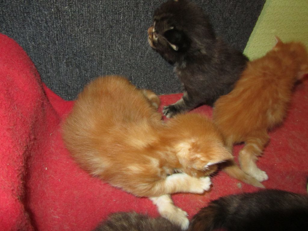 Котята мейн кун (IMG_1730)