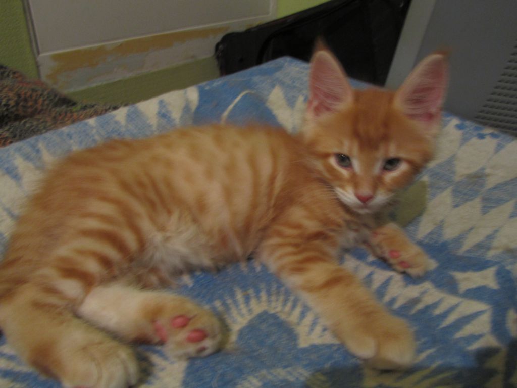 Котята мейн кун (IMG_0739)