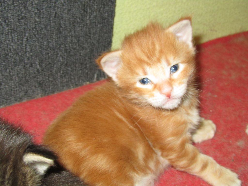 Котята мейн кун (IMG_1731)