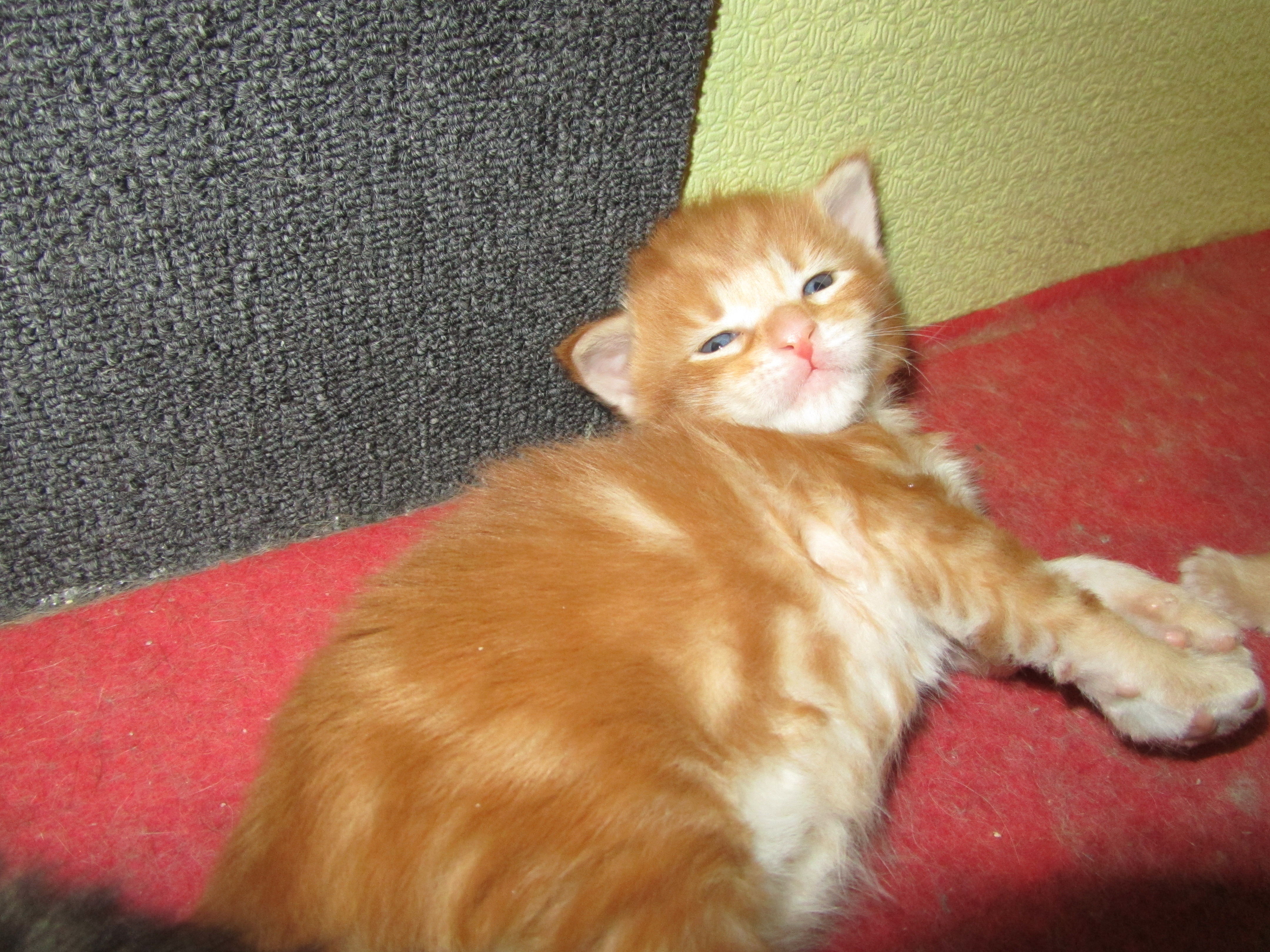 Котята мейн кун (IMG_1733)