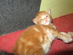 Котята мейн кун (IMG_1733)