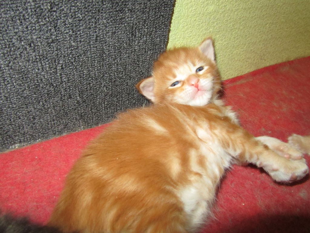 Котята мейн кун (IMG_1733)