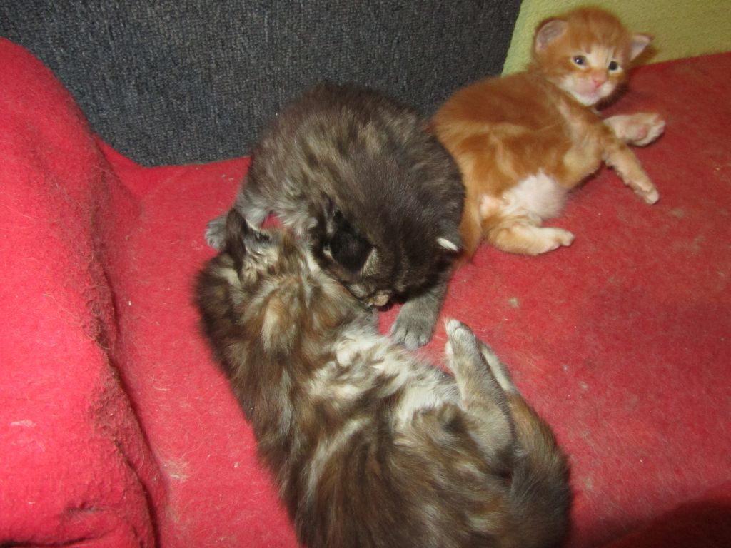 Котята мейн кун (IMG_1734)