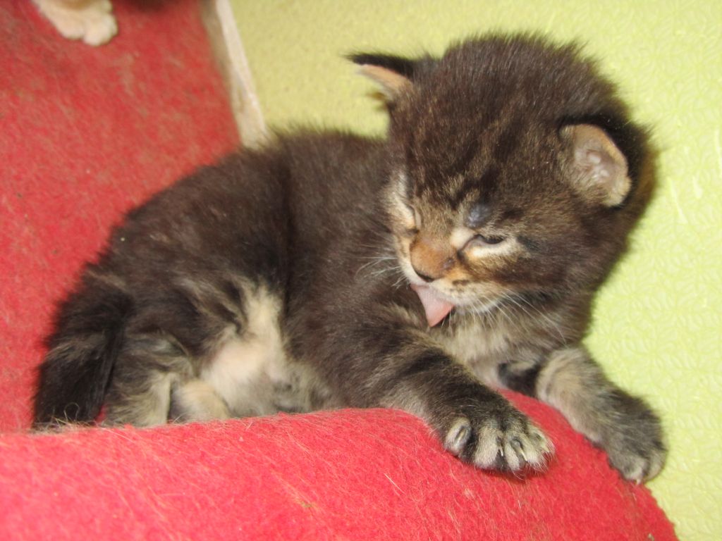 Котята мейн кун (IMG_1736)