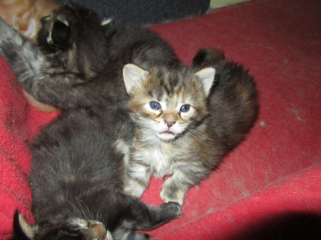 Котята мейн кун (IMG_1737)
