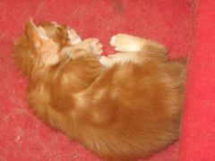 Котята мейн кун (IMG_1739)