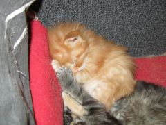Котята мейн кун (IMG_1740)