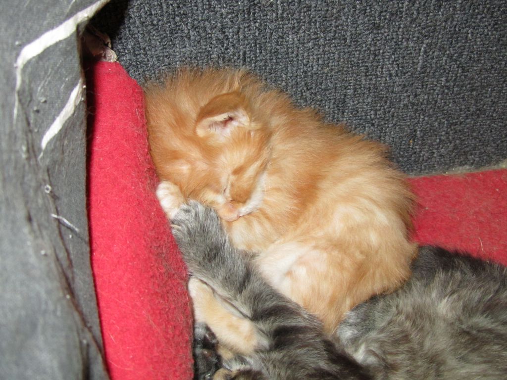 Котята мейн кун (IMG_1740)