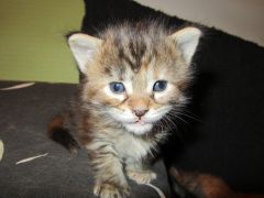 Котята мейн кун (IMG_1750)