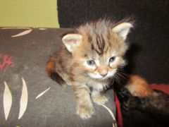 Котята мейн кун (IMG_1751)