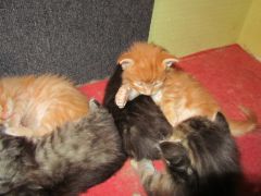 Котята мейн кун (IMG_1753)