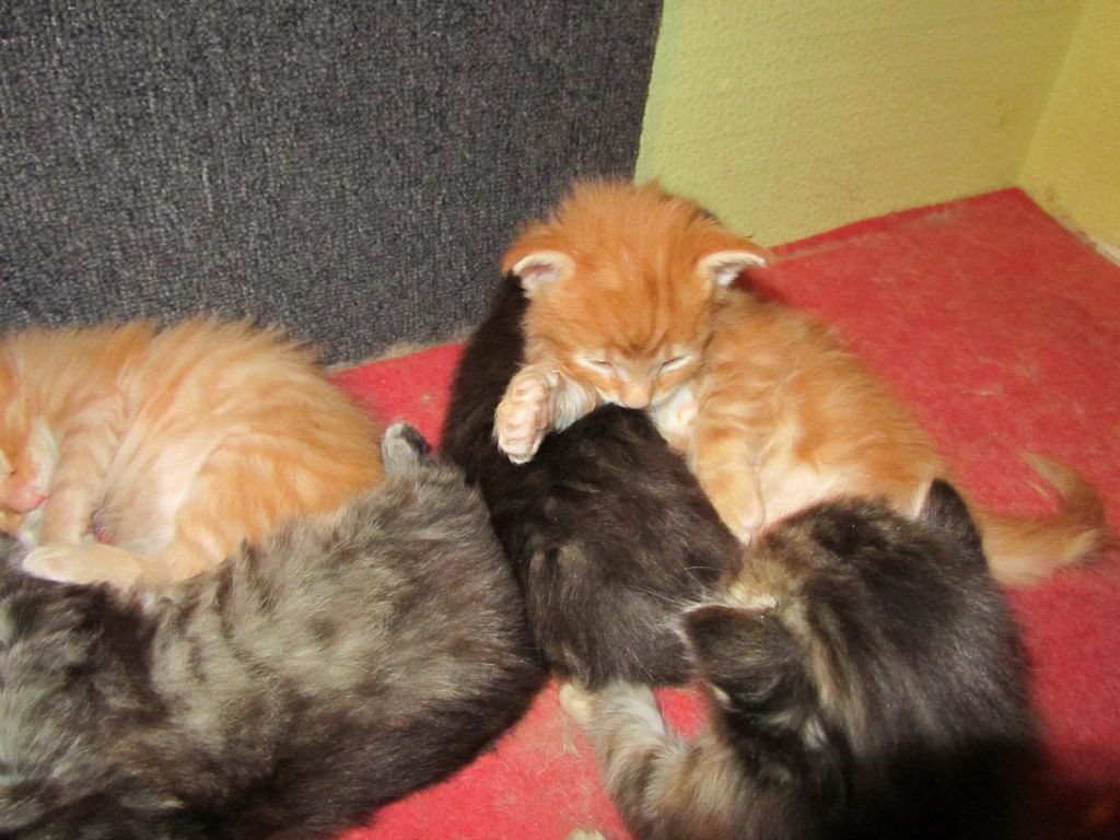 Котята мейн кун (IMG_1753)
