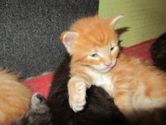 Котята мейн кун (IMG_1754)