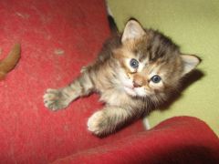 Котята мейн кун (IMG_1756)