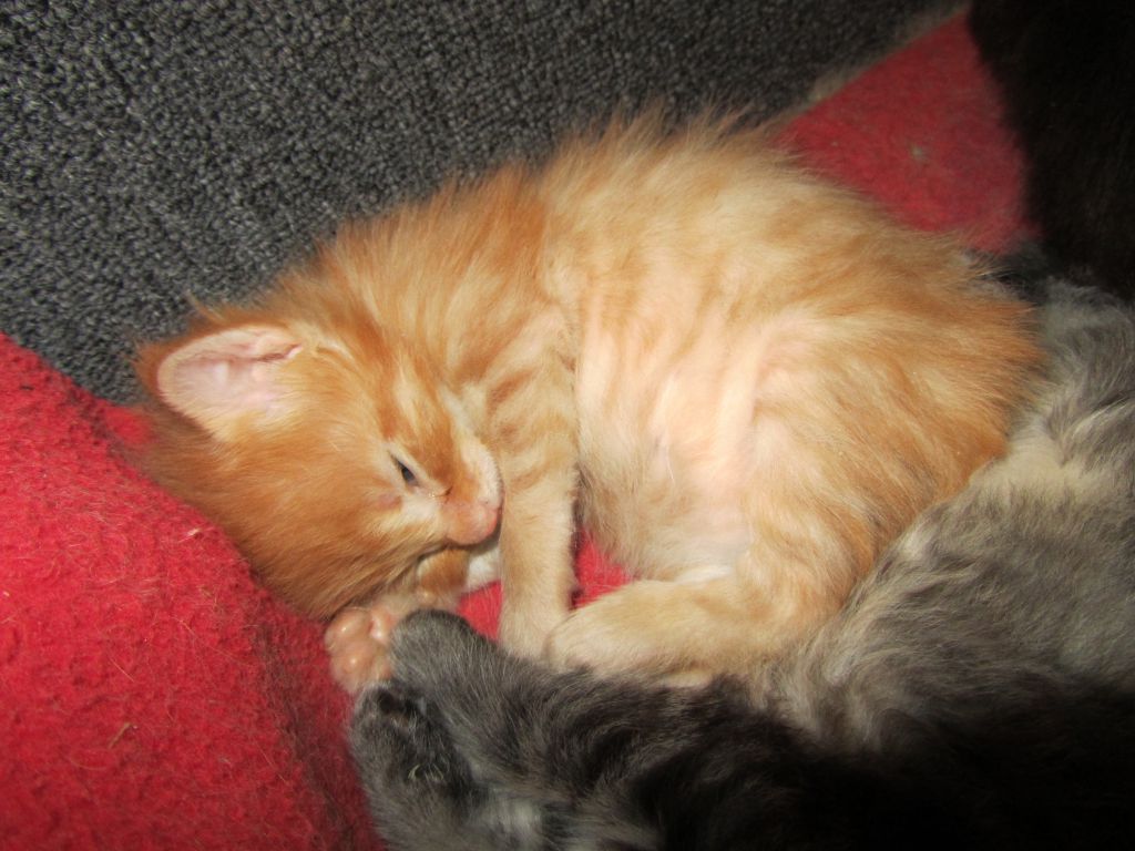 Котята мейн кун (IMG_1758)