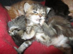 Котята мейн кун (IMG_1760)