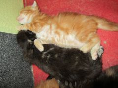 Котята мейн кун (IMG_1762)