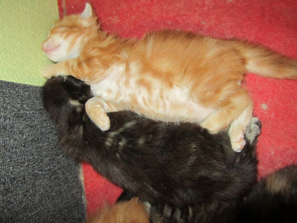 Котята мейн кун (IMG_1762)