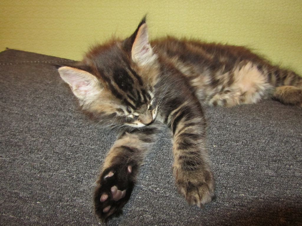 Котята мейн кун (IMG_0746)