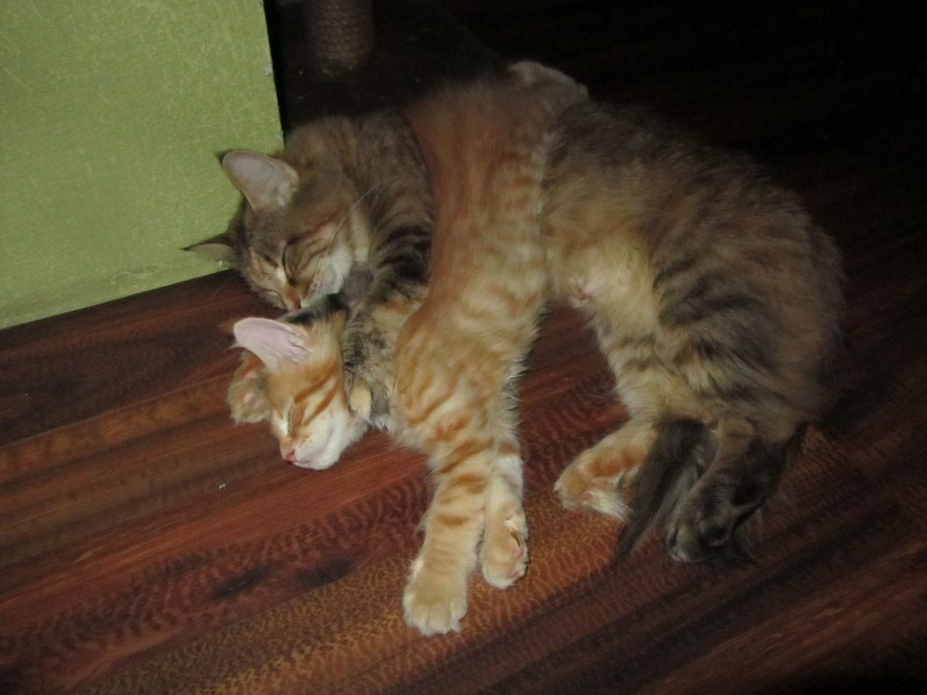 Котята мейн кун (IMG_0755)