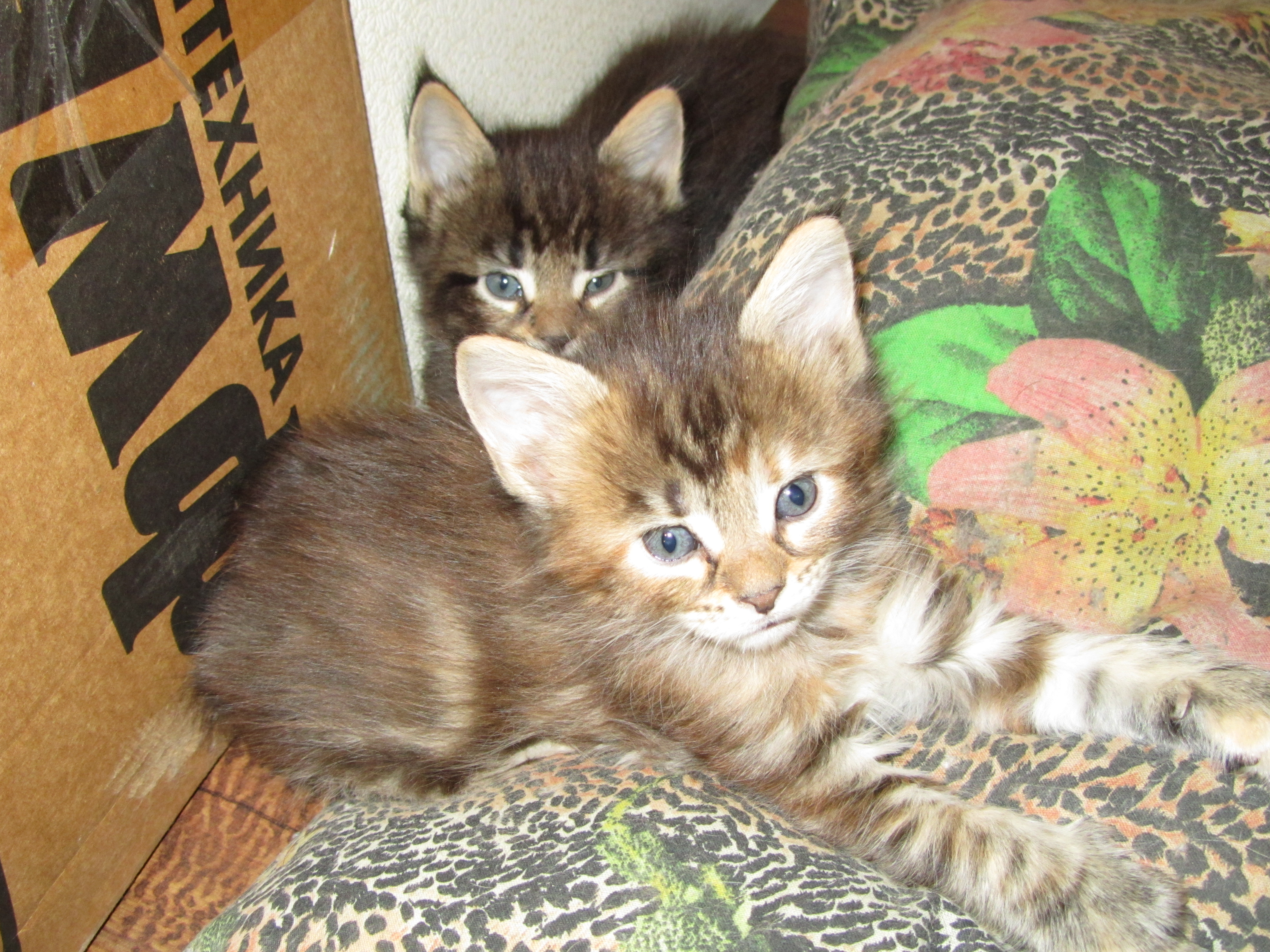 Котята мейн кун (IMG_1771)