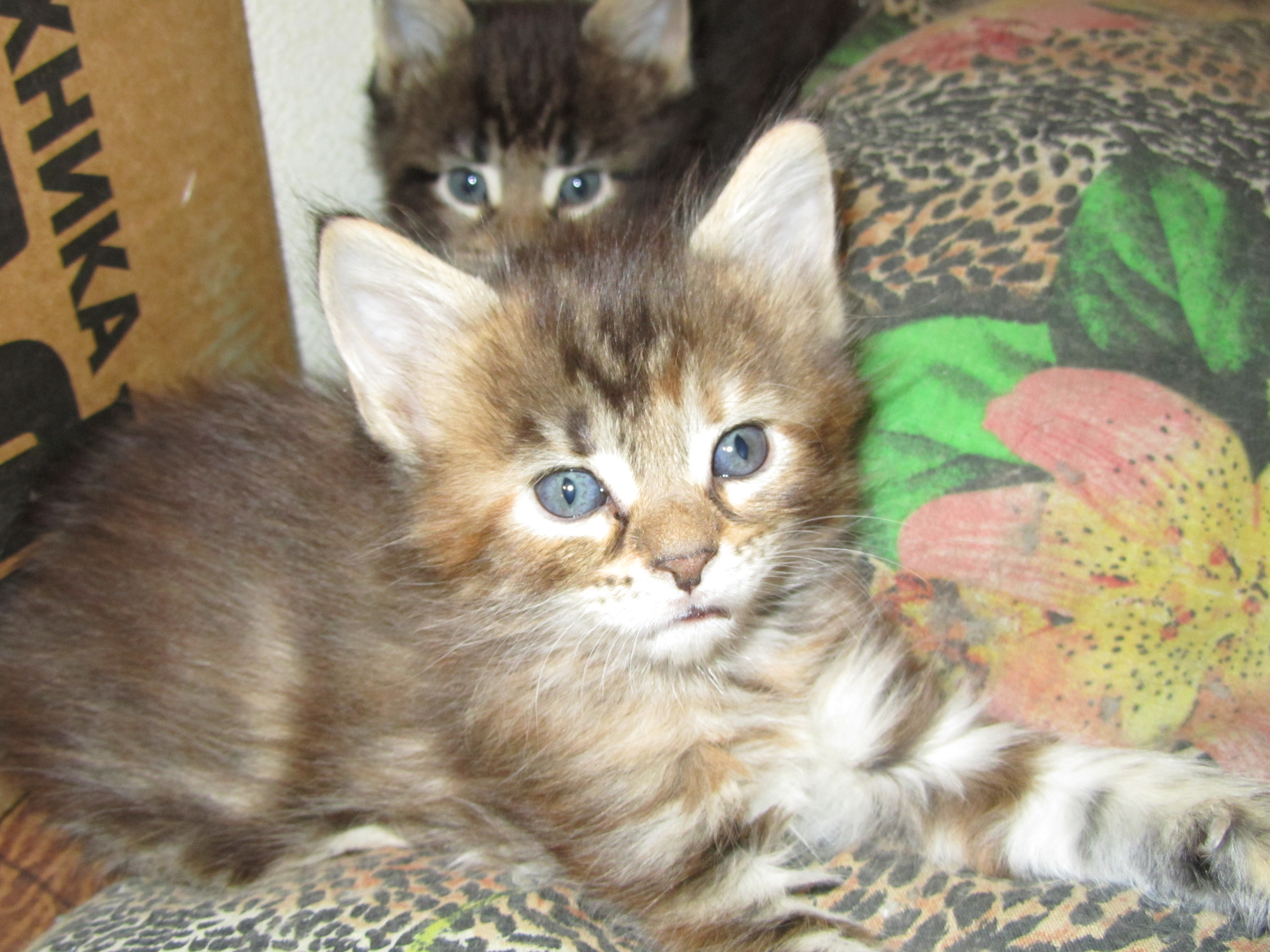 Котята мейн кун (IMG_1772)