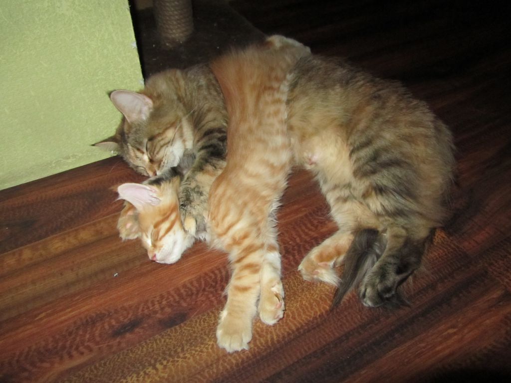 Котята мейн кун (IMG_0756)