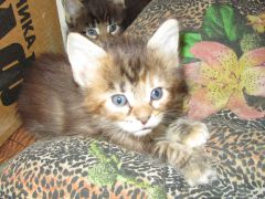 Котята мейн кун (IMG_1774)