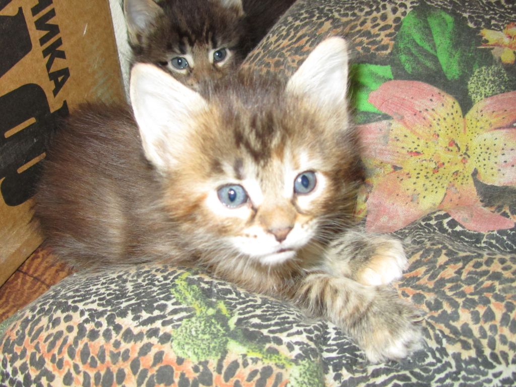 Котята мейн кун (IMG_1774)