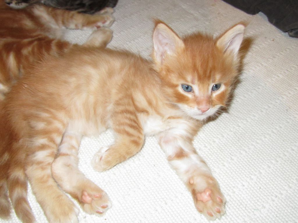 Котята мейн кун (IMG_1775)