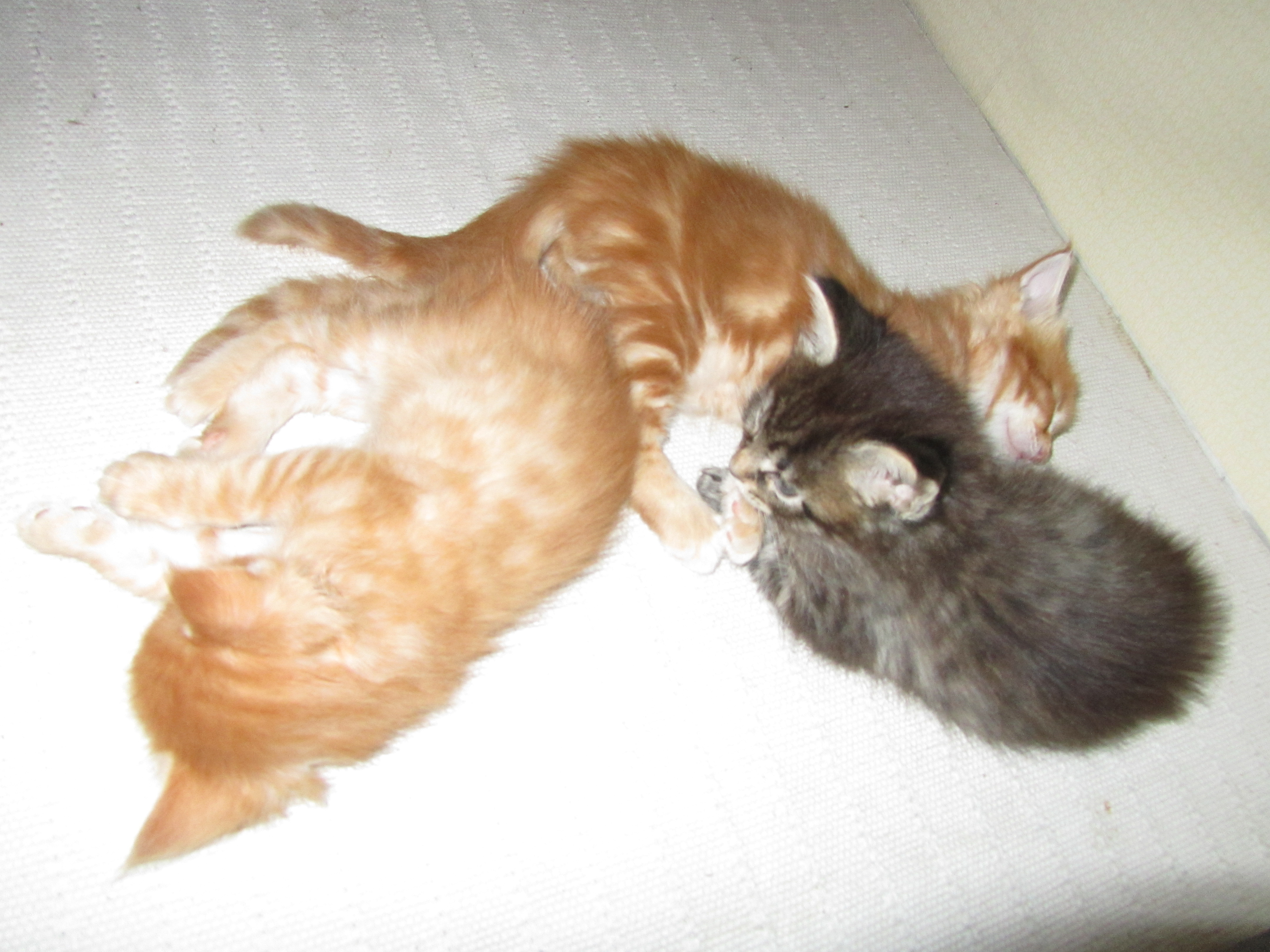Котята мейн кун (IMG_1780)