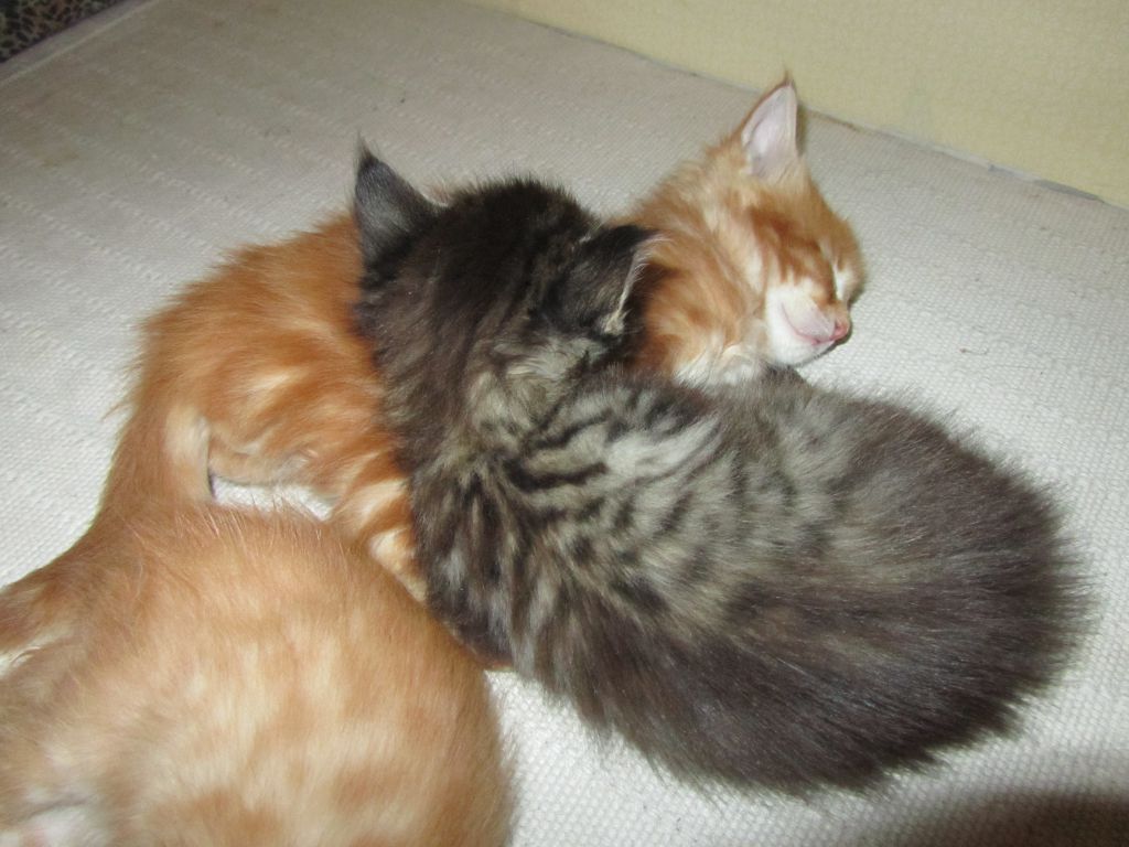 Котята мейн кун (IMG_1781)