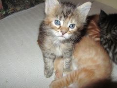 Котята мейн кун (IMG_1782)