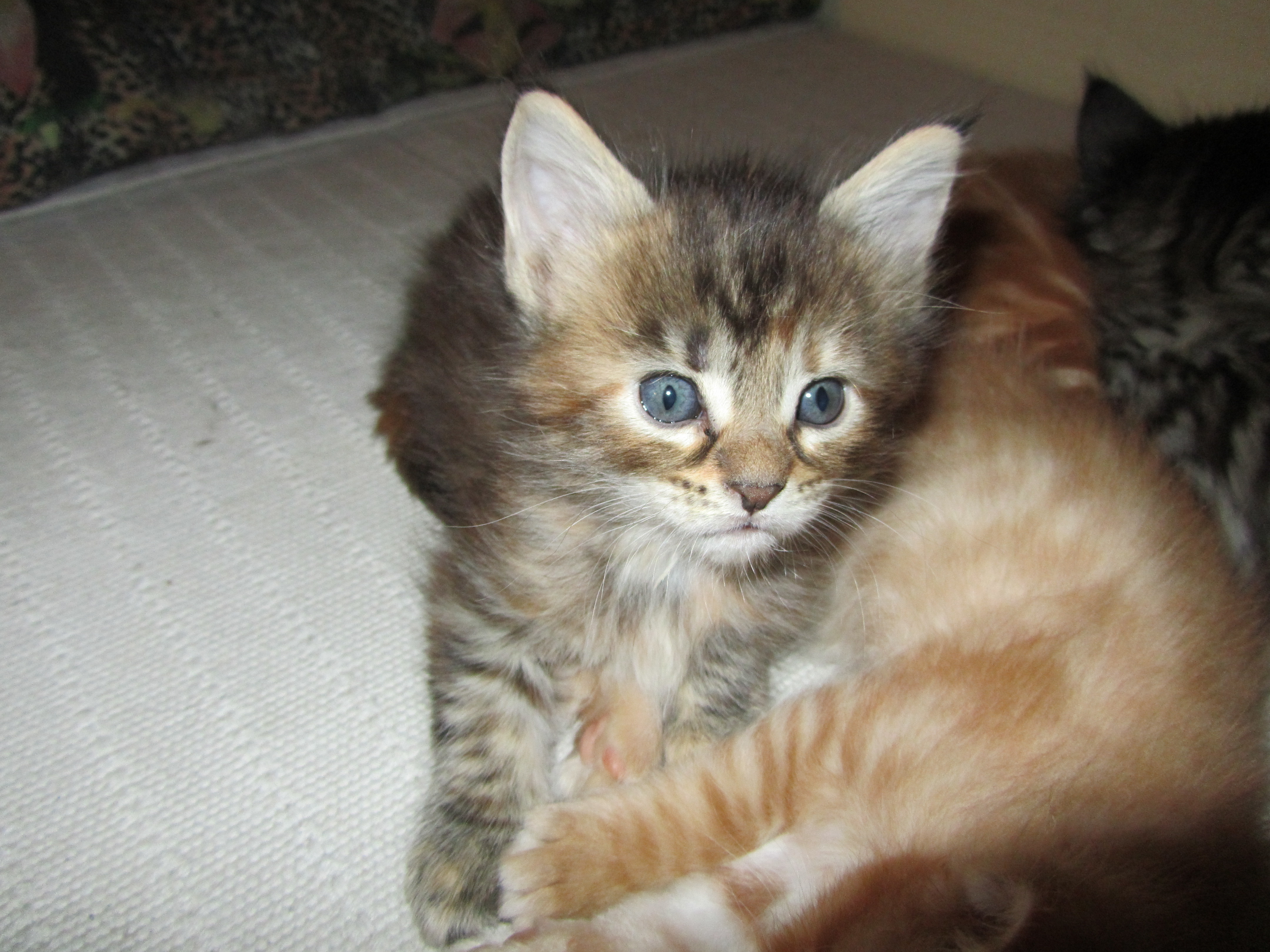 Котята мейн кун (IMG_1783)