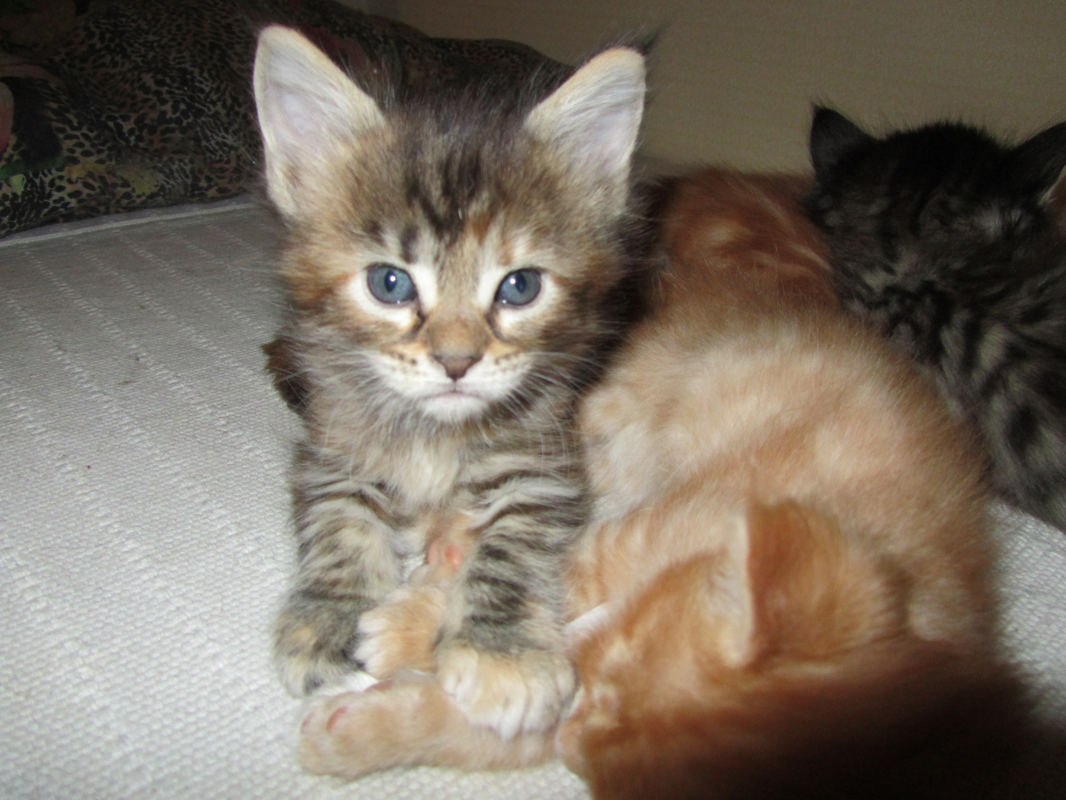 Котята мейн кун (IMG_1784)
