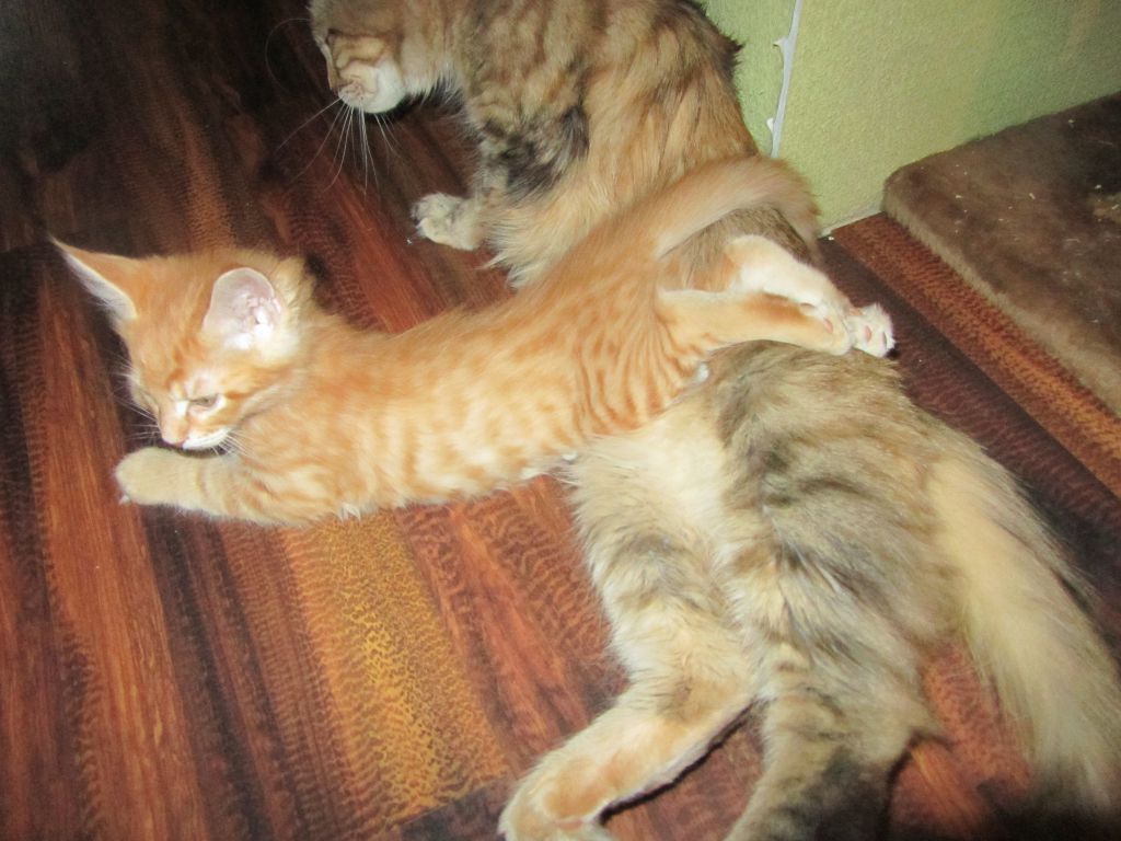 Котята мейн кун (IMG_0757)