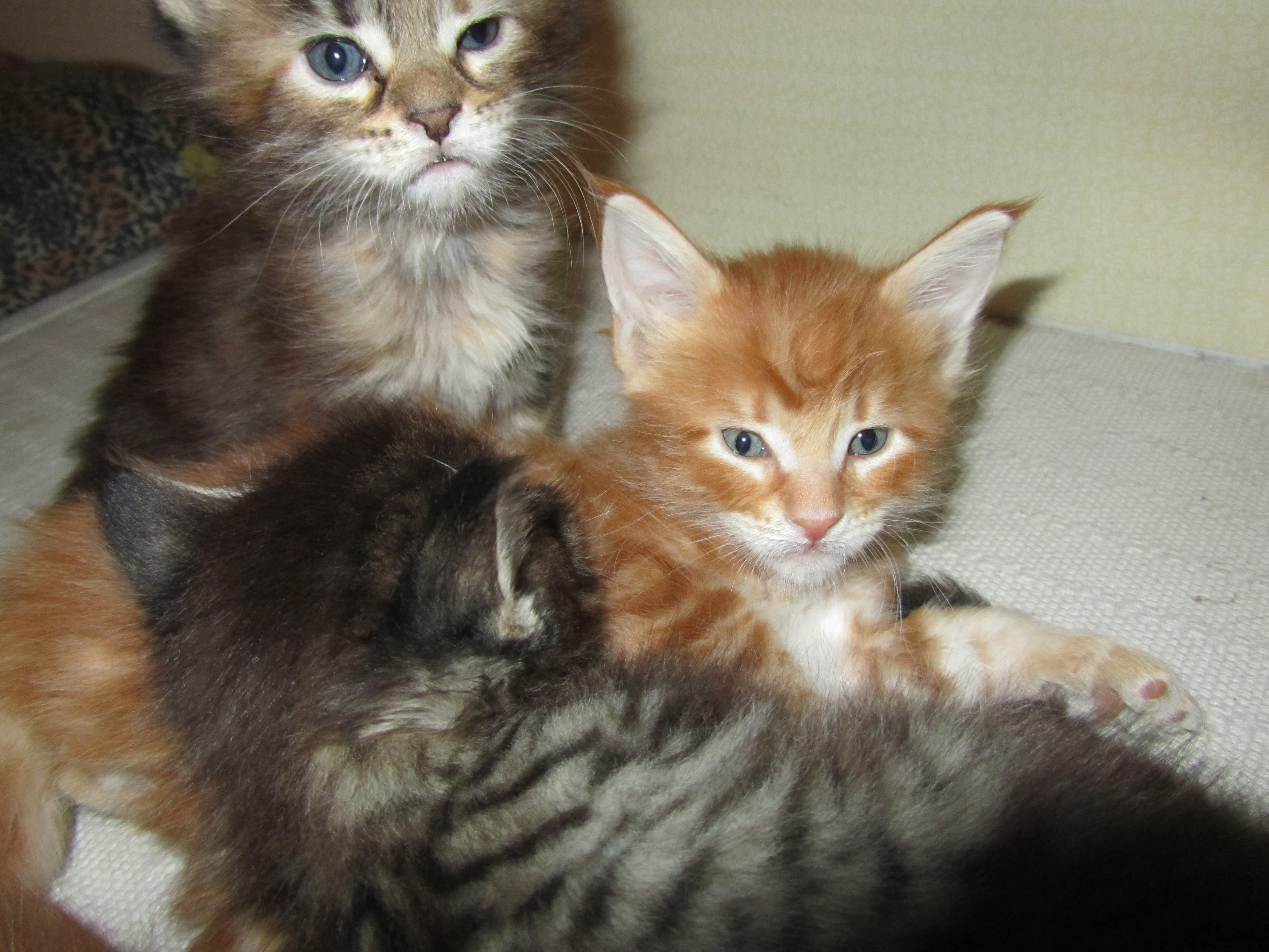 Котята мейн кун (IMG_1786)