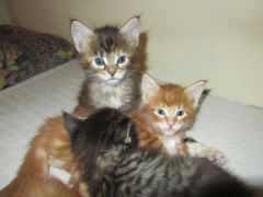 Котята мейн кун (IMG_1787)