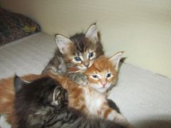 Котята мейн кун (IMG_1788)